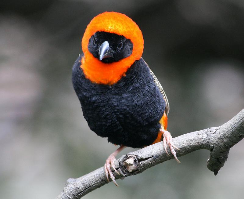 Rooivink sit op tak12.jpg - Lyk ek nie pragtig nie?